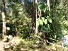 Doi Inthanon 012.jpg